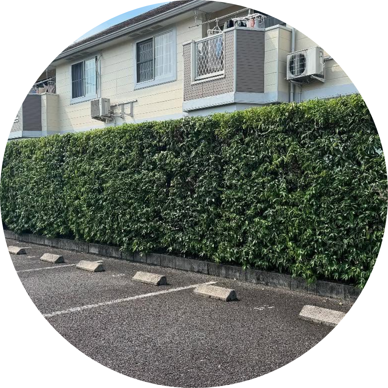 剪定・伐採